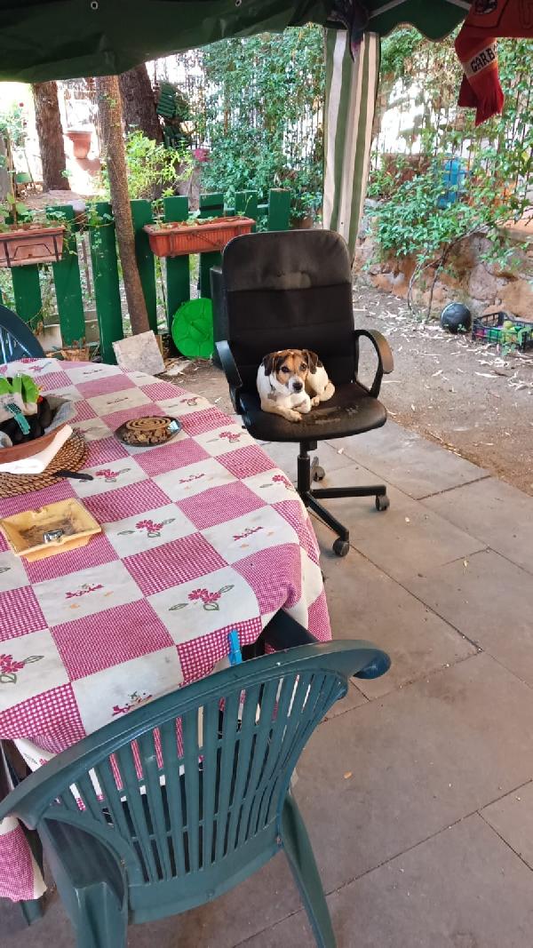🐾💛 Pippo,  simpaticissimo jack russell 🏠💕 Foto 3